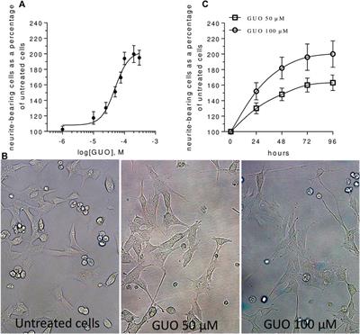 Investigating the Role of Guanosine on Human Neuroblastoma Cell Differentiation and the Underlying Molecular Mechanisms